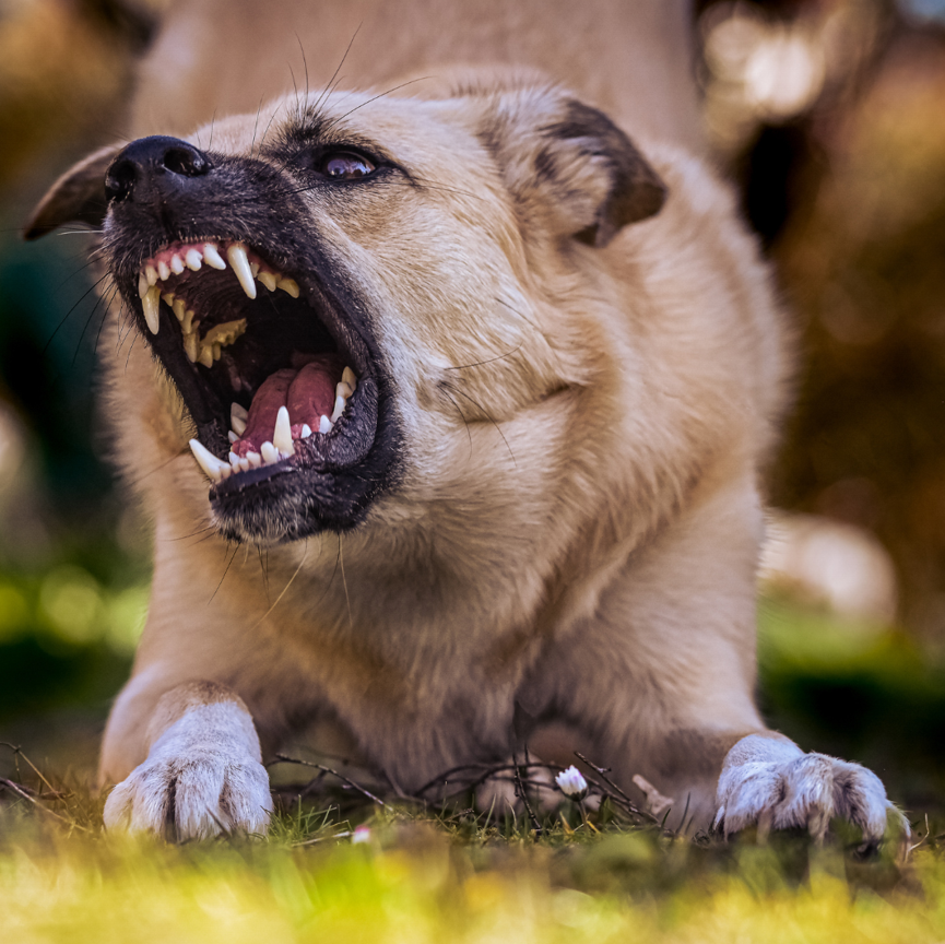 Explora tus opciones legales después de un incidente de mordedura de perro. Aprende sobre responsabilidad, compensación y la importancia de la representación legal.